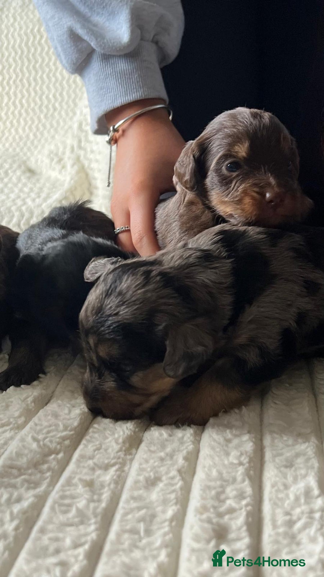 Jackapoo dogs for sale: 🐶🐾 F1 Minature Jackapoos 🐶🐾 - Image 12