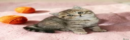 Scottish Fold cats for sale: Adorable Scottish Fold Straight Ear Tabby Kittens  - Advert 37