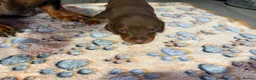 Miniature Dachshund dogs for sale: Ready for there forever homes this Thursday - Advert 26