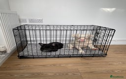 French Bulldog dogs for sale: Fluffy French Bulldog  - Image 6