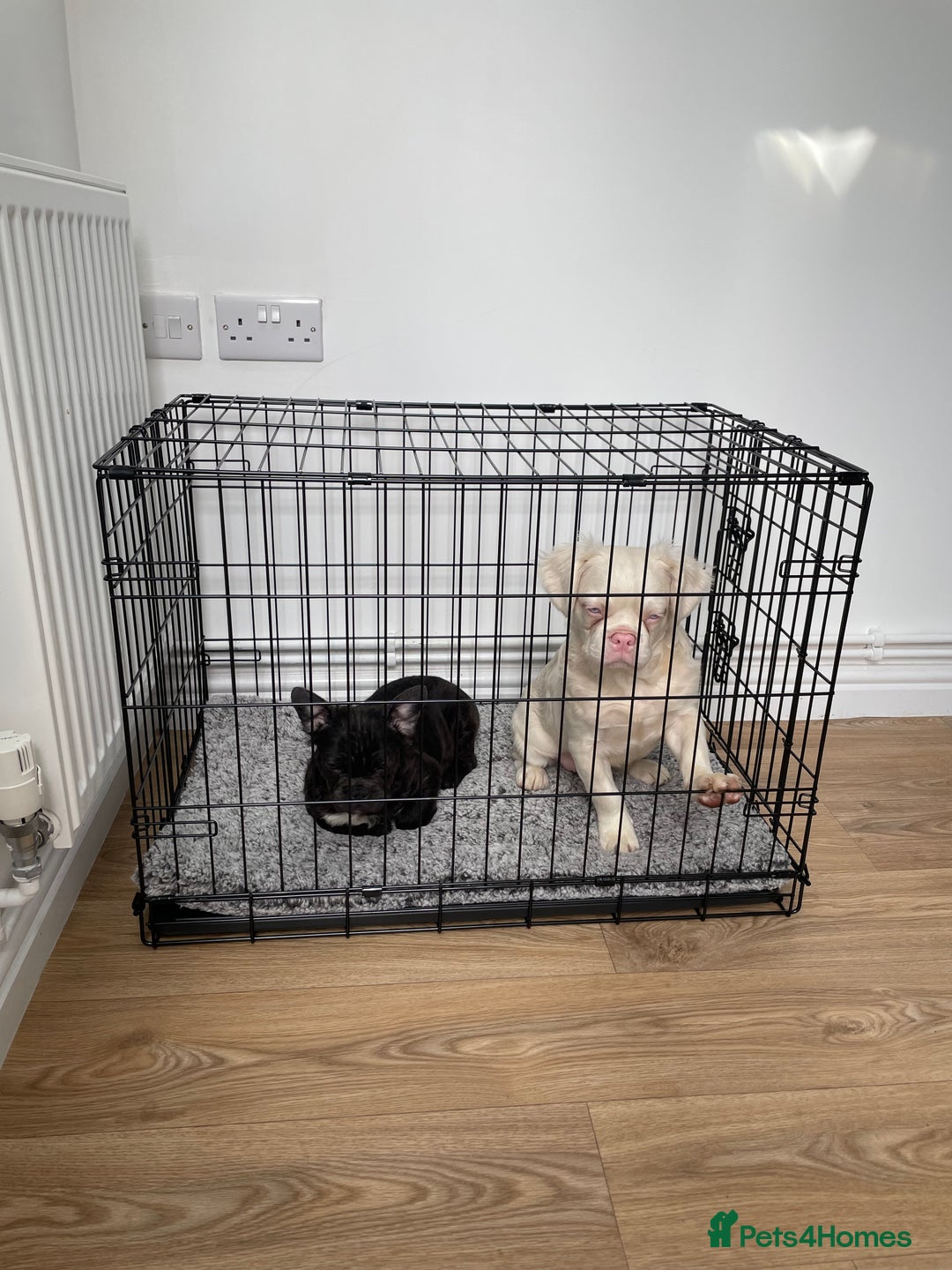French Bulldog dogs for sale: Fluffy French Bulldog  - Image 6