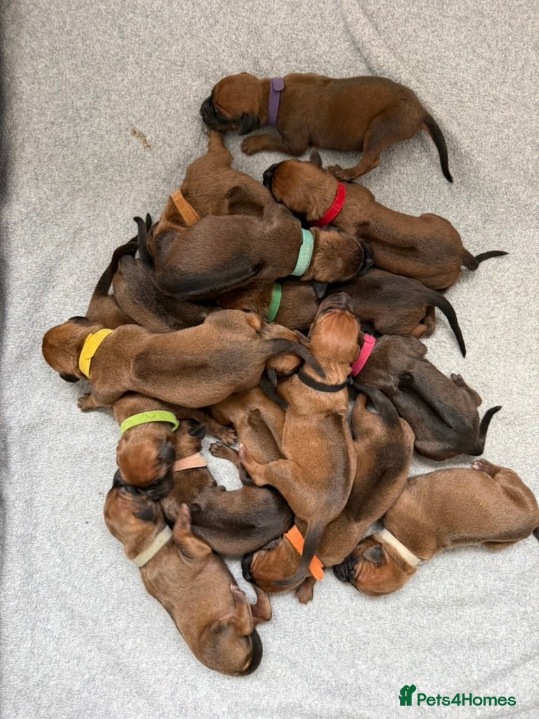 Rhodesian Ridgeback dogs Rhodesian Ridgeback Puppies - Advert 2