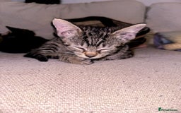 Mixed Breed cats for sale: Pretty little girls  - Image 13