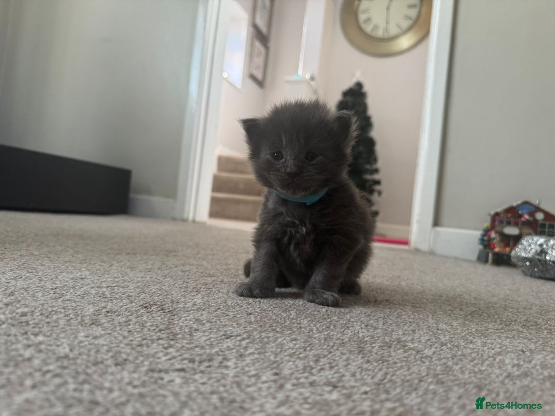 Ragcoon cats for sale: BEAUTIFUL RAGCOONS - Advert 17