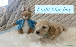 Cockapoo dogs for sale: Beautiful Cockapoo puppies🐶 - Image 13