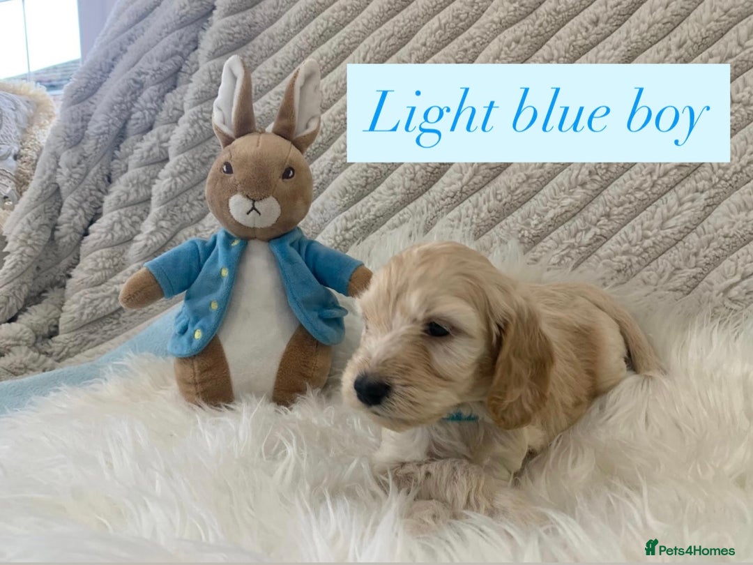 Cockapoo dogs for sale: Beautiful Cockapoo puppies🐶 - Image 13