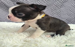 Boston Terrier dogs for sale: Superb litter of boston terriers. - Image 4