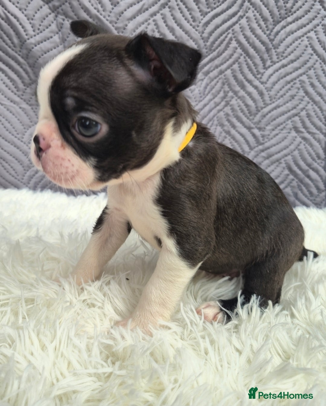 Boston Terrier dogs for sale: Superb litter of boston terriers. - Image 4