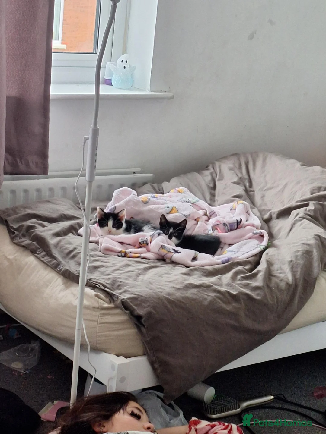 Mixed Breed cats for sale: 2 girl kittens - Advert 1