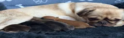 Mixed Breed dogs for sale: Pug Cross Puppies  - Advert 22