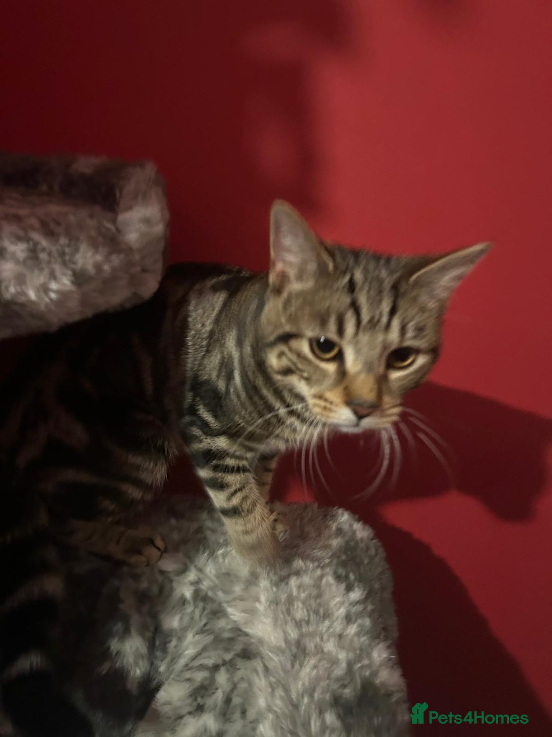 Mixed Breed cats for sale: 6 month old male tabby cat for sale - Advert 1