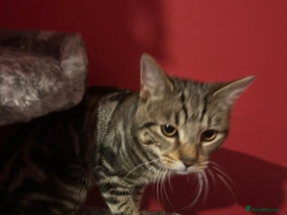 Mixed Breed cats 6 month old male tabby cat for sale - Advert 1