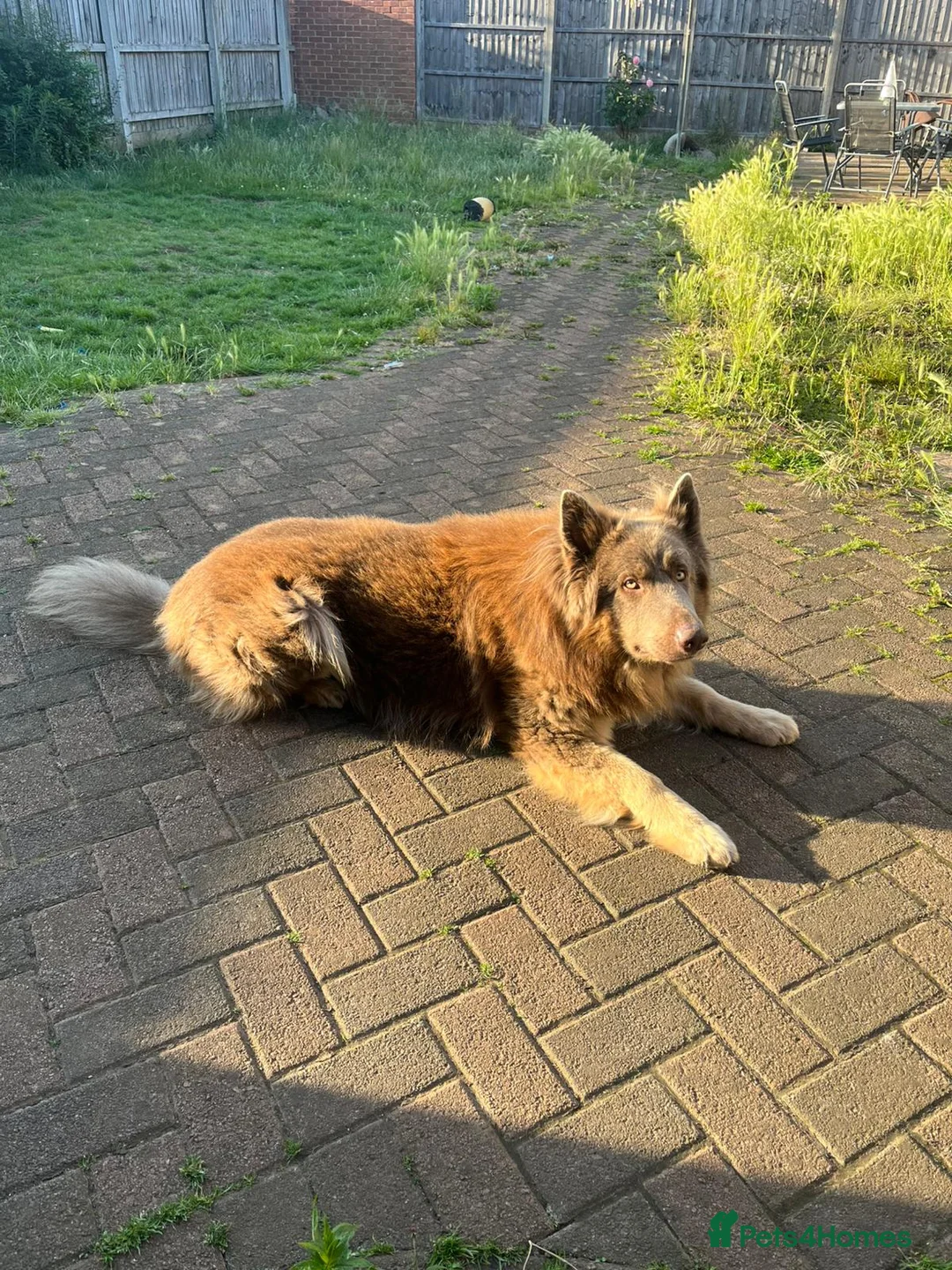 German Shepherd dogs for sale: Meet Sixty. Our Beautiful Isabella German Shepherd - Advert 2