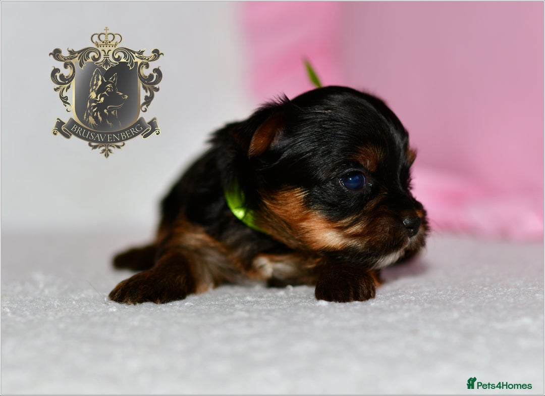 Yorkshire Terrier dogs for sale: KC REGISTERED DNA TESTED PARENTS MINIATURE YORKIES - Image 9