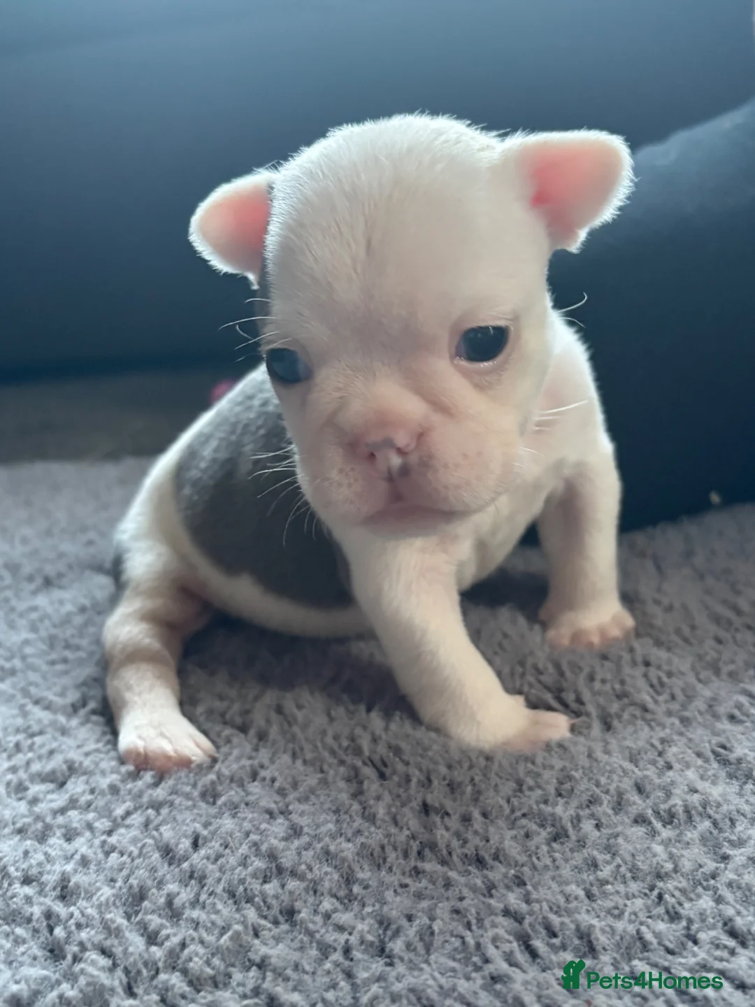 Mixed Breed dogs for sale: French x english bulldog pups - Advert 1