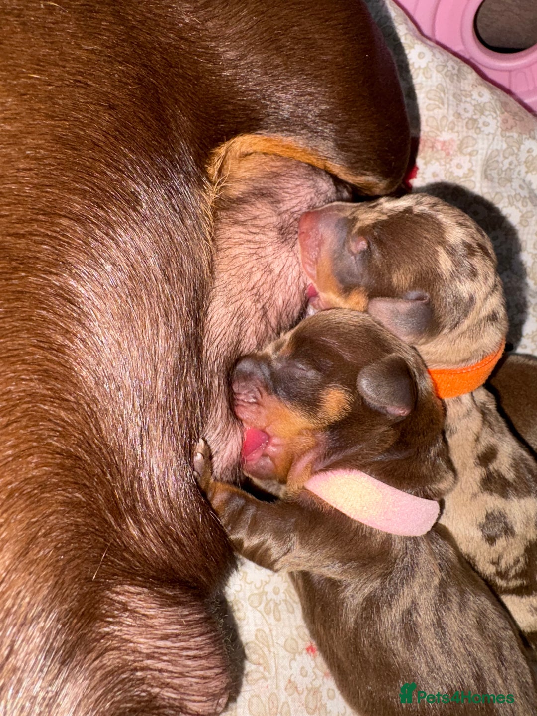 Miniature Dachshund dogs for sale: Miniature dachshund pups for sale 2 boys 1 girl  - Image 16