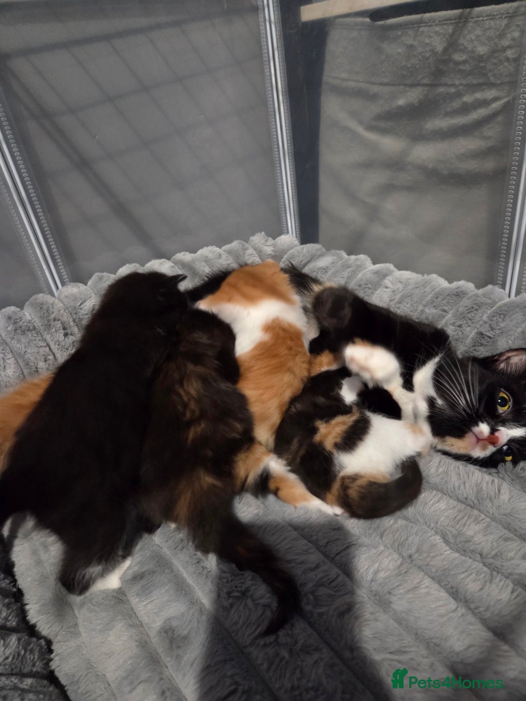 Mixed Breed cats for sale: 3 Gorgeous Male Kittens Looking for Forever Homes - Advert 1