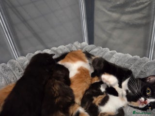 Mixed Breed cats 3 Gorgeous Male Kittens Looking for Forever Homes - Advert 1