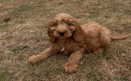 Cockapoo dogs for sale: Healthy Cockapoos ready to leave on the 29/08/25 - Image 9
