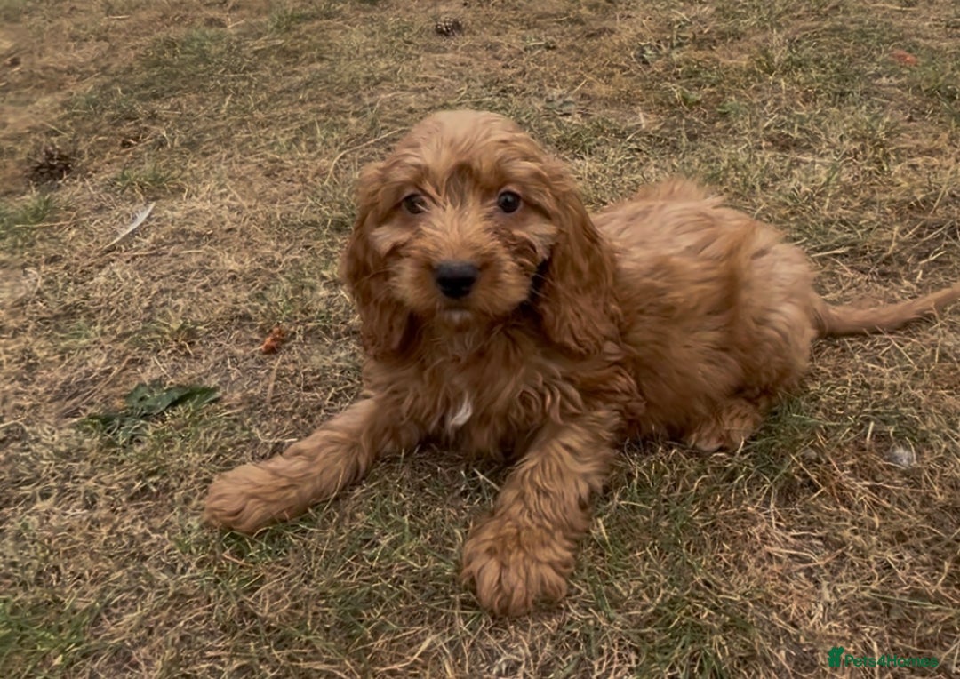 Cockapoo dogs for sale: Healthy Cockapoos ready to leave on the 29/08/25 - Image 9