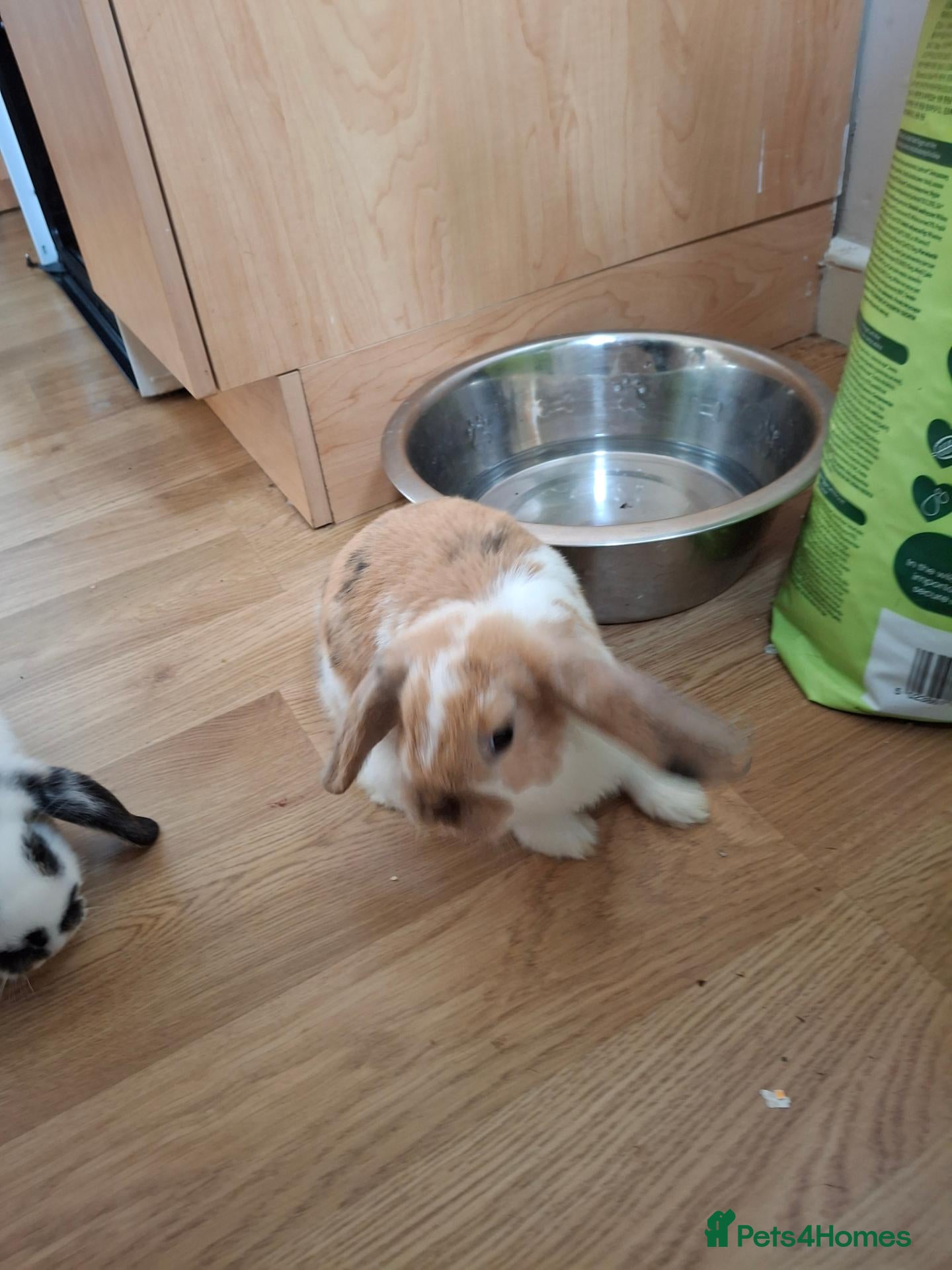 Mini Lop rabbits 2 month old female bunnied - Advert 1