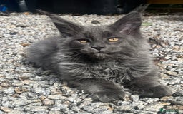 Maine Coon cats for sale: STUNNING MAINE COON SMOKE (tica activereg ) - Image 14