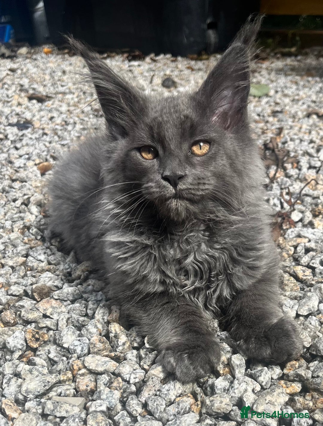 Maine Coon cats for sale: STUNNING MAINE COON SMOKE (tica activereg ) - Image 14