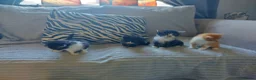Mixed Breed cats for sale: Beautiful fluffy kittens - Advert 24