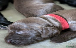 Field Spaniel dogs for sale: Rare and vulnerable Field Spaniel puppies LAST FEW - Image 9