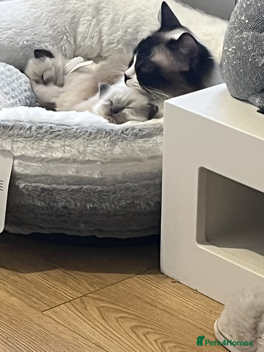 Ragdoll cats for sale: 1 gorgeous ragdoll kitten left  in Llandudno - Advert 9
