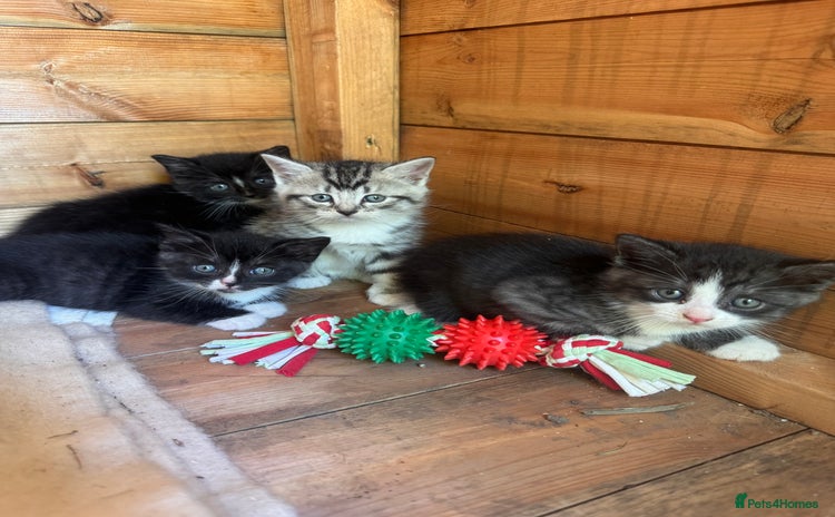 Mixed Breed cats - Advert 13