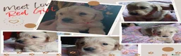 Golden Retriever dogs for sale: Beautiful Home Raised Golden Retriever Puppies - Advert 26