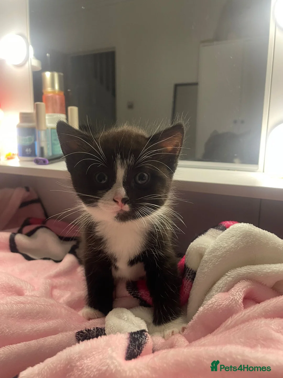 Domestic Shorthair cats for sale: Kittens  - Advert 7