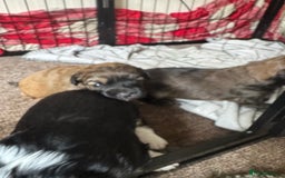 Shihpoo dogs for sale: 4 shihpoo males  in Telford - Image 7