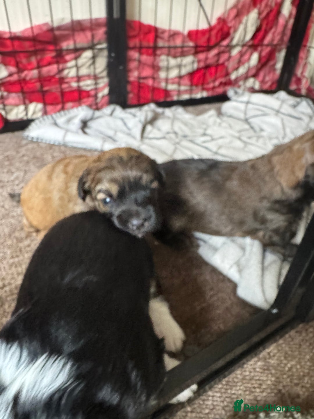 Shihpoo dogs for sale: 4 shihpoo males  in Telford - Image 7