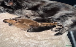 Pomeranian dogs for sale: Ready for new homes 🏠 3 Pomeranian Puppies 🩵🩷 - Image 6