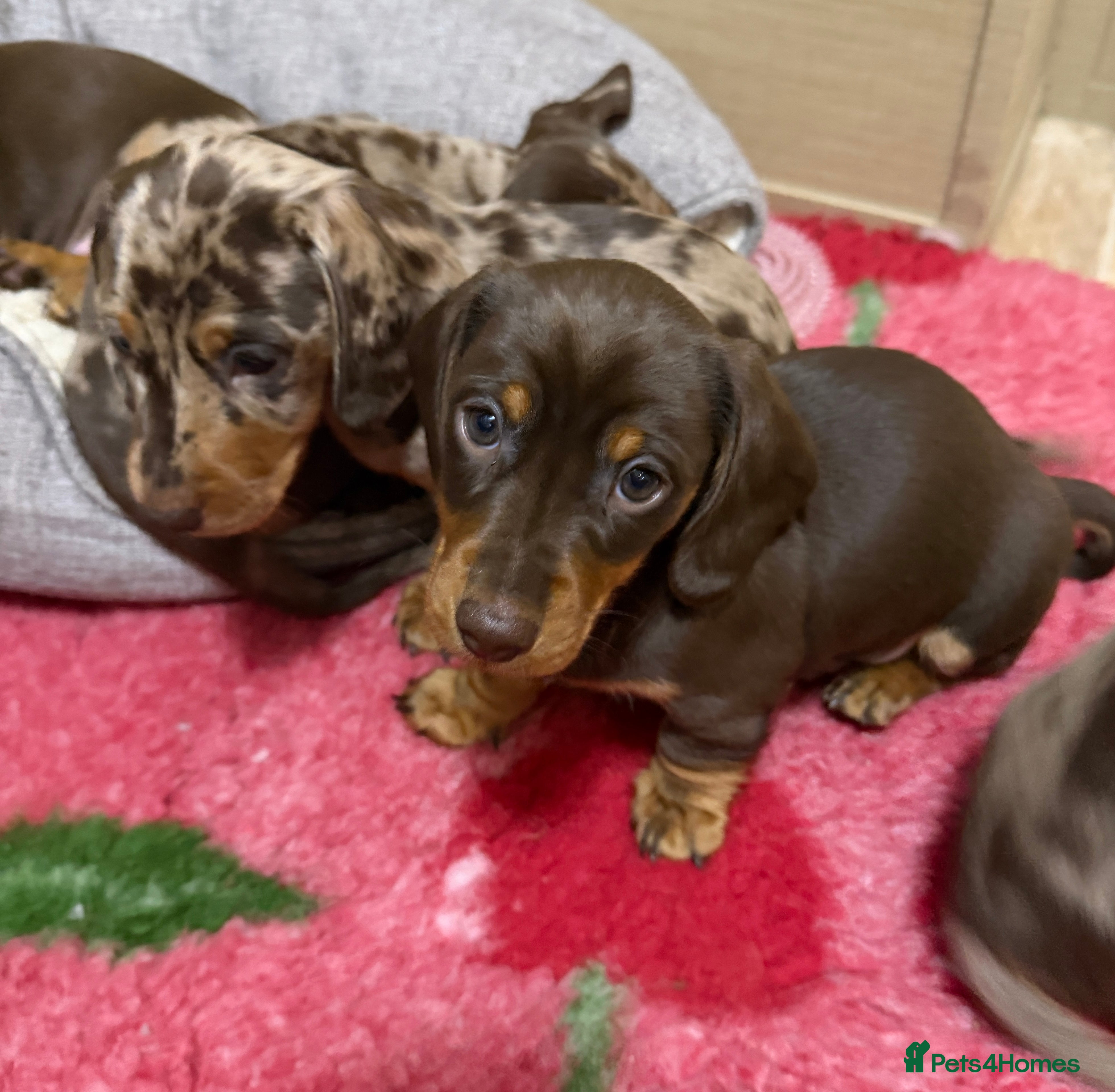 Miniature Dachshund dogs KC reg Miniature Dachshunds available 24thDecember - Advert 3