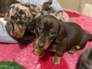 Miniature Dachshund dogs KC reg Miniature Dachshunds available 24thDecember - Advert 3