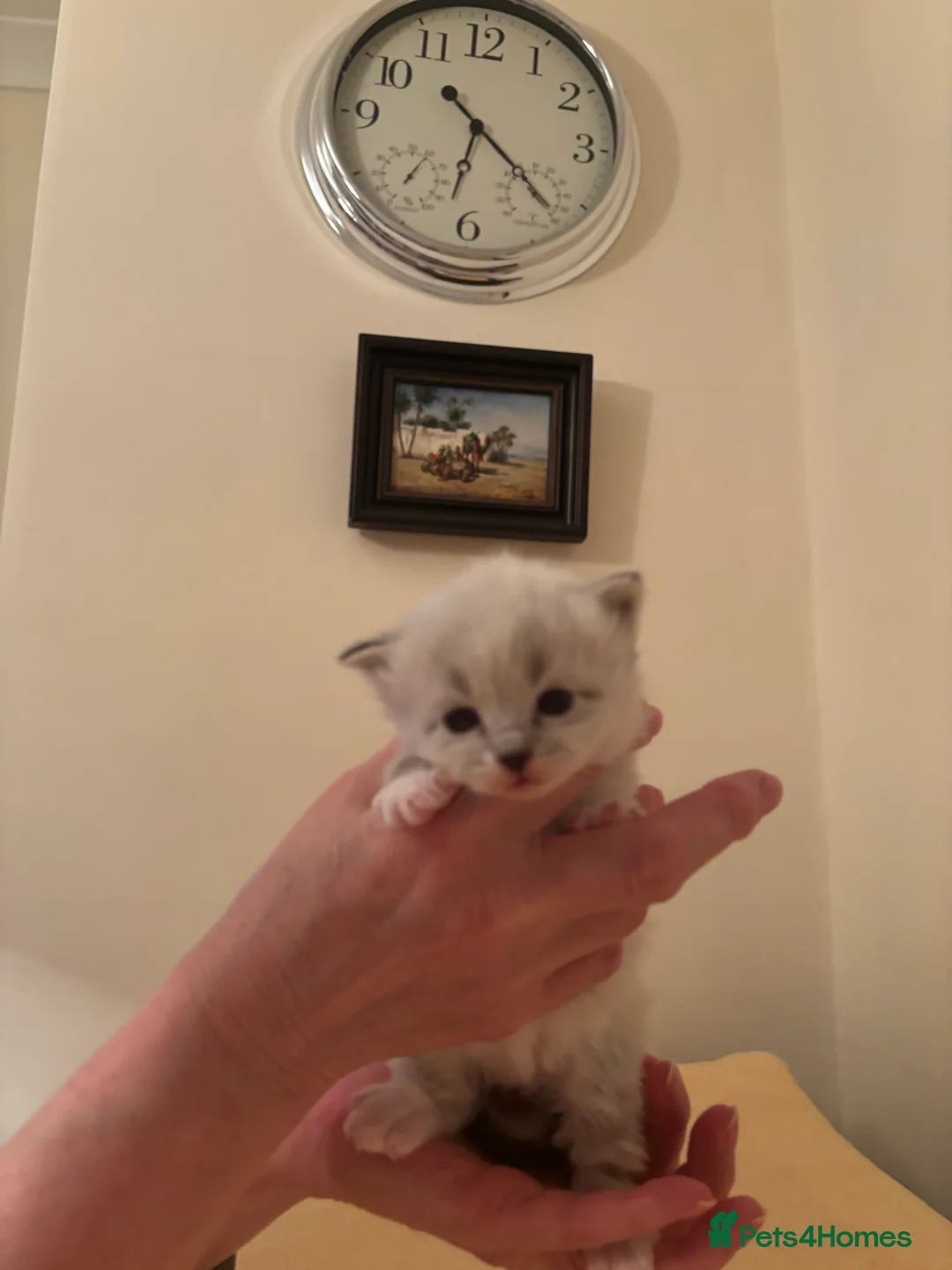 Siberian cats for sale: Siberian Kittens Neva Masquerade GCCF Registered . - Advert 4
