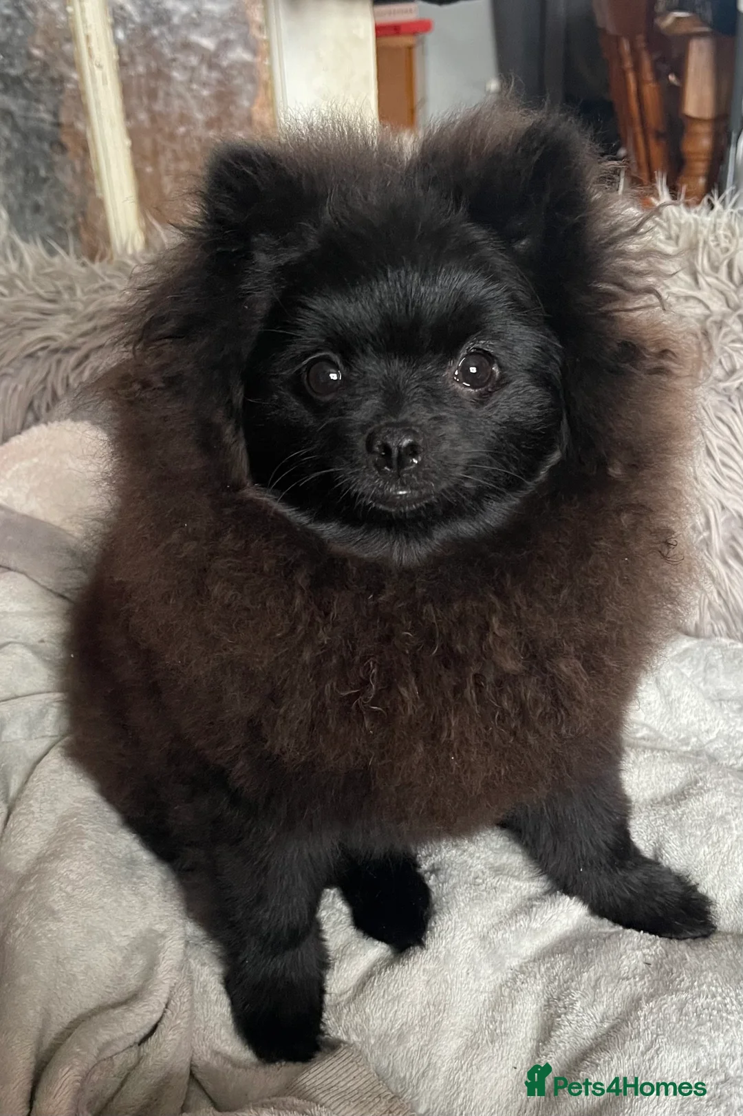 Pomeranian dogs for sale: Stunning KC reg Pomeranians 🌟REDUCED🌟 - Advert 26