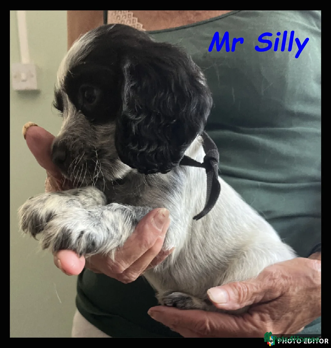 Cocker Spaniel dogs for sale: Stunning Cocker Spaniels 💥 - Advert 33