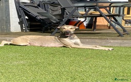 Lurcher dogs for sale: Whippet/greyhound/bull X greyhound/whippet/collieX - Image 21