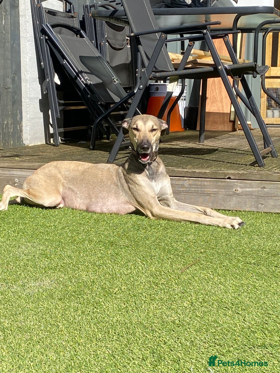 Lurcher dogs for sale: Whippet/greyhound/bull X greyhound/whippet/collieX - Image 21