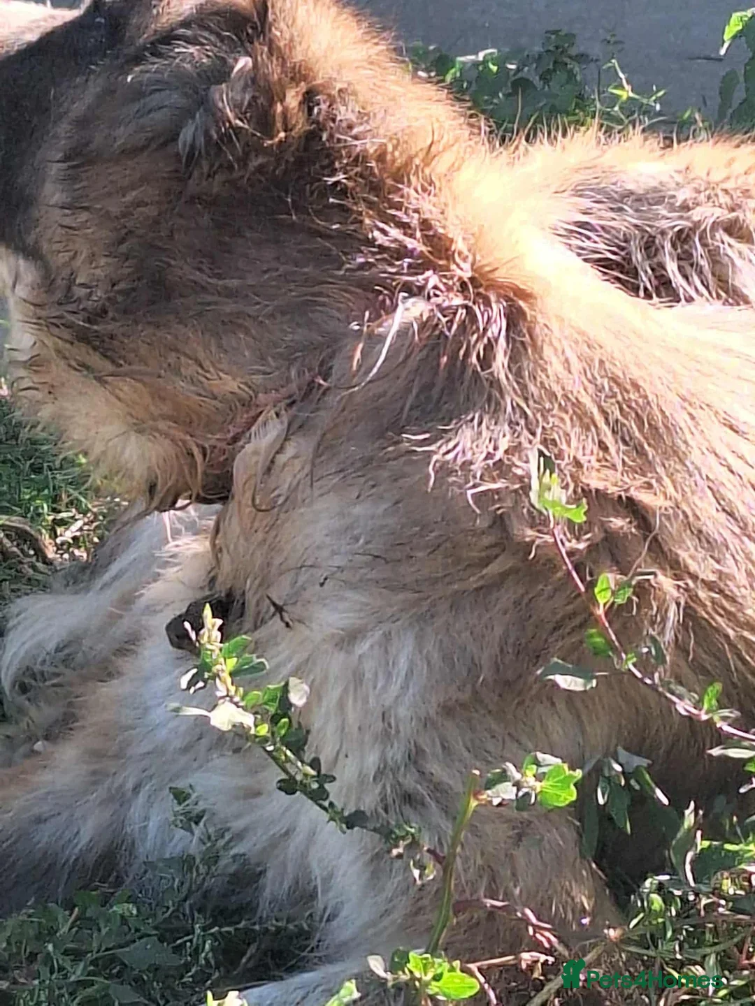 Mixed Breed dogs for adoption: Peggy  - Advert 10