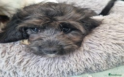 Cavapoo dogs for sale: F1 Cavapoo puppies - Image 12