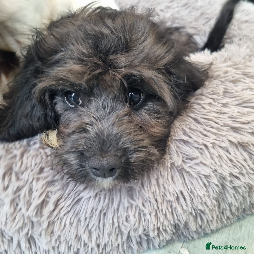 Cavapoo dogs for sale: F1 Cavapoo puppies - Image 12