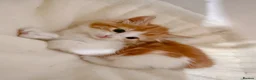 Mixed Breed cats for sale: Paris. Female Longhaired Ginger and White kitten - Advert 5