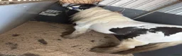Irish Cob horses for sale: Cob gelding  - Advert 3