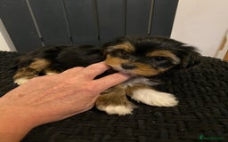 Yorkshire Terrier dogs for sale: Yorkshire terrier pups ready for their new homes.  - Image 8