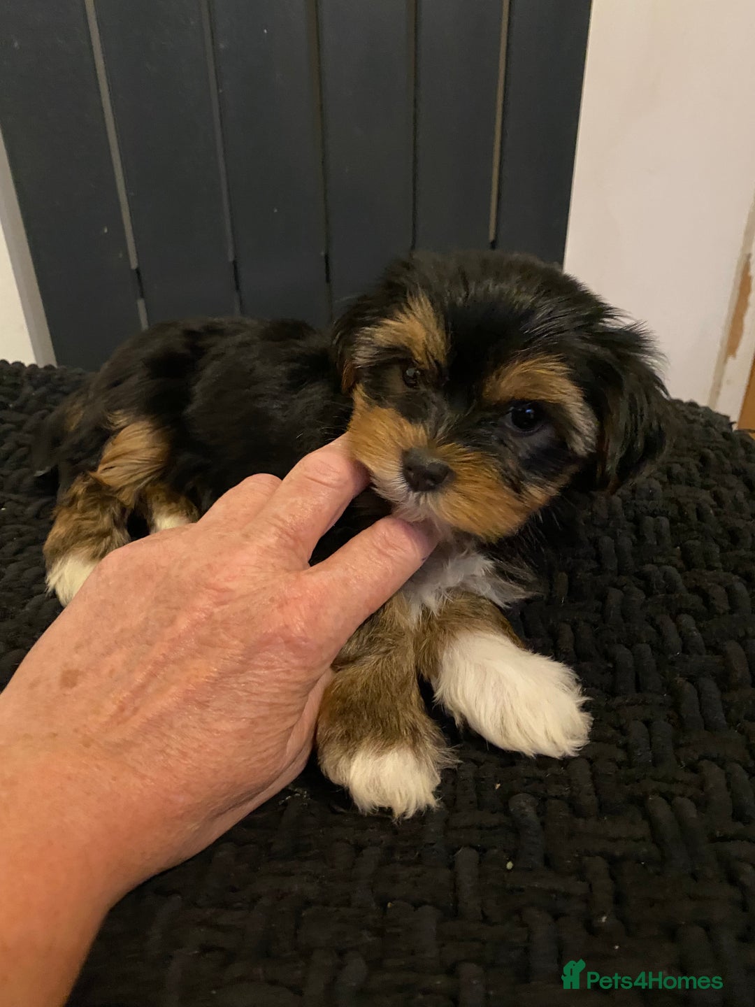 Yorkshire Terrier dogs for sale: Yorkshire terrier pups ready for their new homes.  - Image 8